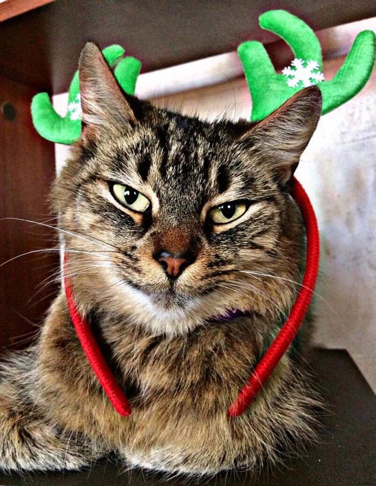 ¡Feliz Gatidad! ¡Feliz (G)año Nuevo!