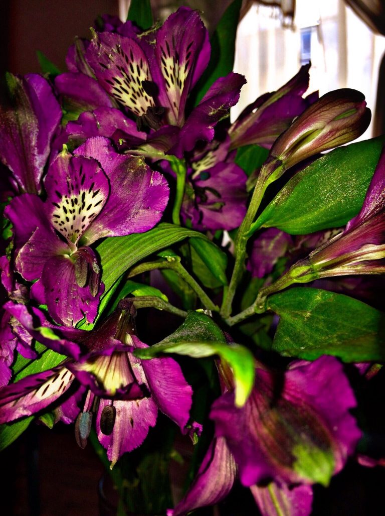 Flores para Mamá