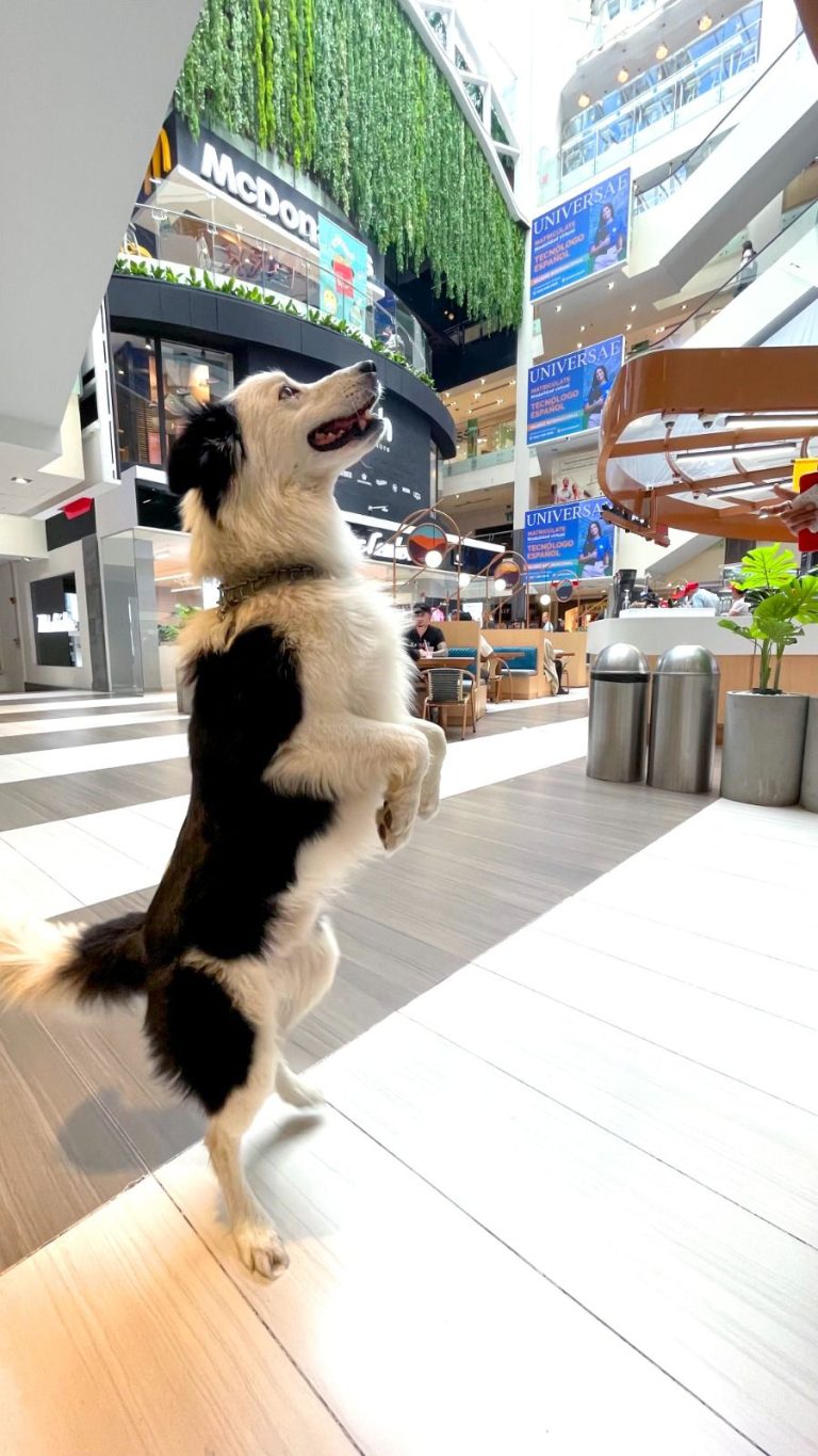 Atlantis se Consolida Como el Más Pet Friendly del País. Siendo Pionero en Implementarlo, Recibe Hoy más de 500 Mascotas al Mes