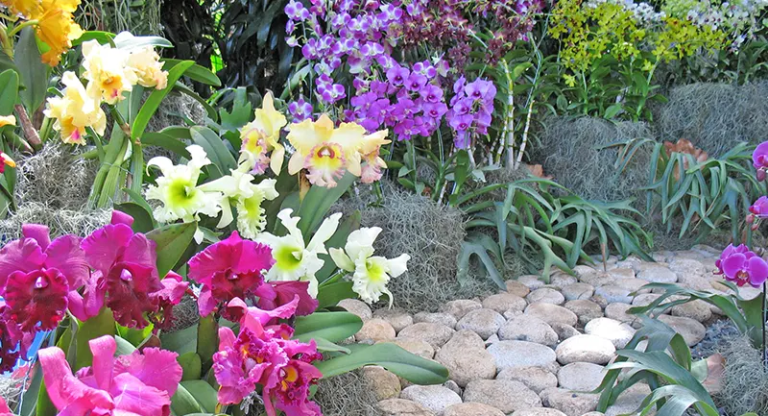 Banco de Bogotá Apoya la Exposición Nacional de Orquídeas en su Versión XXI Para Resaltar un Símbolo Nacional