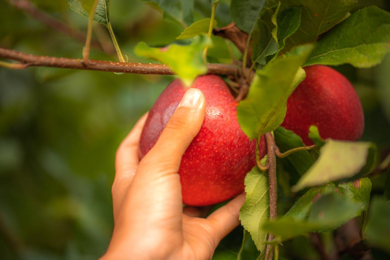Del Huerto a tu Mesa: Arranca la Temporada de Manzanas Europeas en Colombia