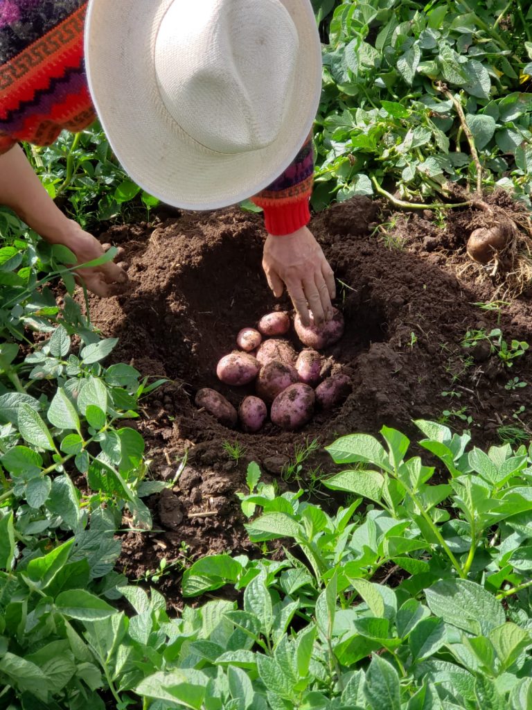 Fundación ACDI/VOCA LA Empodera a Mujeres Rurales en Boyacá con Prácticas Agrícolas Sostenibles
