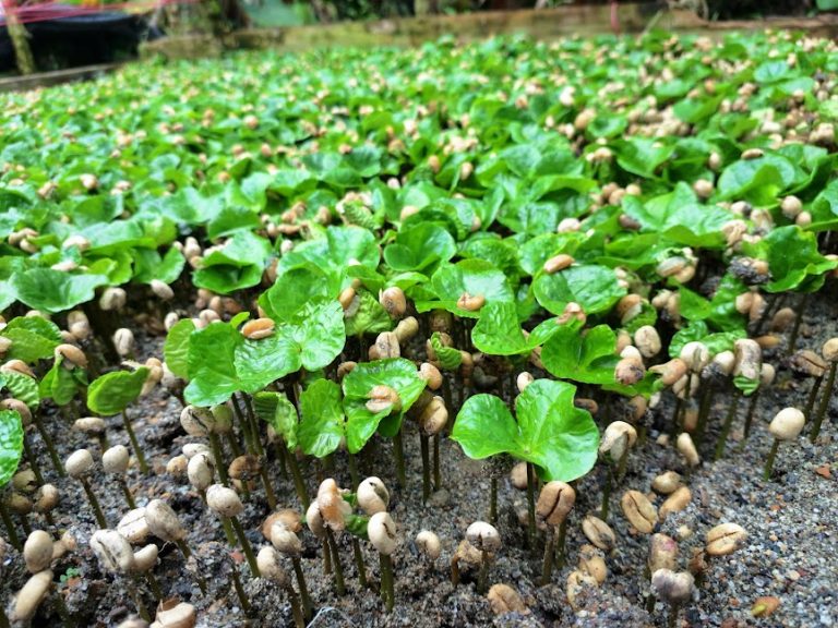 De la Tierra al Futuro: Viotá Florece con el Poder del Café