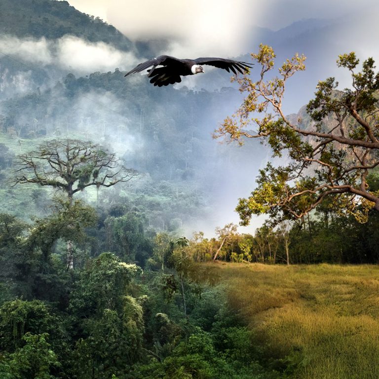 Maloka Abre la Exposición Latidos de Colombia, Entretejidos con la Naturaleza