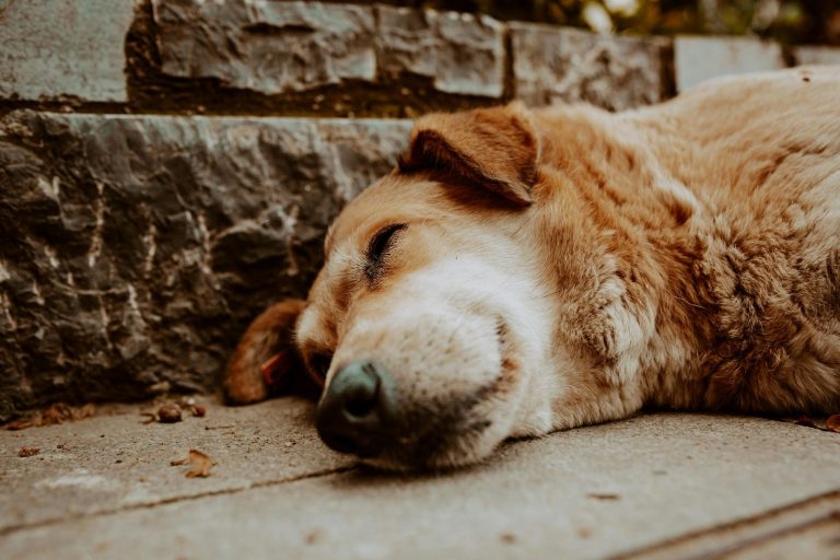 Alerta: Diciembre, el Mes de Mayor Abandono y Maltrato de Animales de Compañía