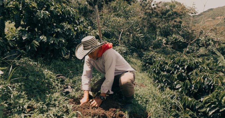Starbucks Donó 5.000 Árboles Nativos a Caficultores del Huila a través de su Programa “Juntos por el Café”