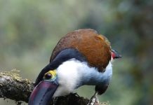 Banco de Occidente y Terrasos Impulsan la Inversión en biodiversidad a Través del Uso de Tarjetas de Crédito