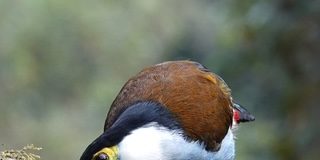 Banco de Occidente y Terrasos Impulsan la Inversión en biodiversidad a Través del Uso de Tarjetas de Crédito