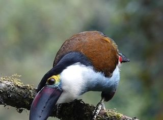 Banco de Occidente y Terrasos Impulsan la Inversión en biodiversidad a Través del Uso de Tarjetas de Crédito