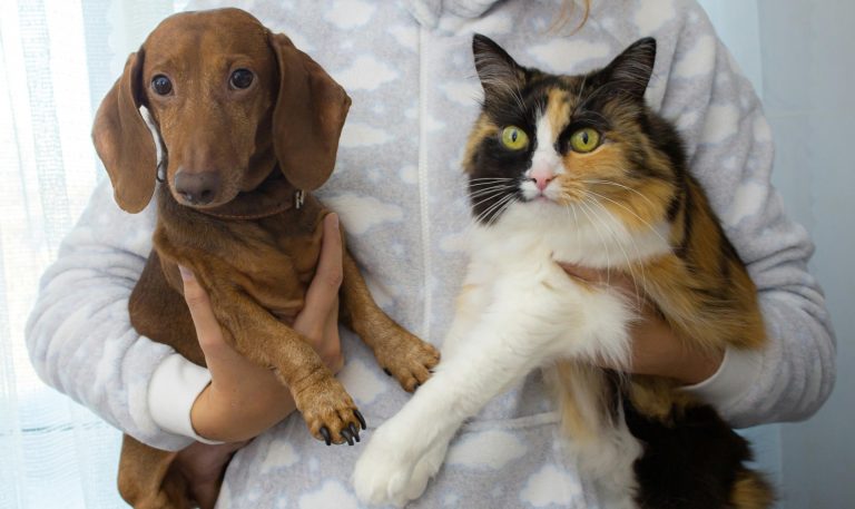 La “Pet Economy” Crece con Fuerza en Colombia y ya Mueve Billones en Consumo Familiar