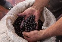 Superfrutos del Bosque: la Estrategia que Une Salud y Bioeconomía Para Transformar el Mercado Colombiano