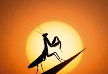 Greeicy se Sumerge en el Reggae Junto a Cultura Profética en su Nuevo Sencillo “Mantis”