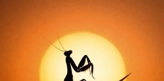 Greeicy se Sumerge en el Reggae Junto a Cultura Profética en su Nuevo Sencillo “Mantis”